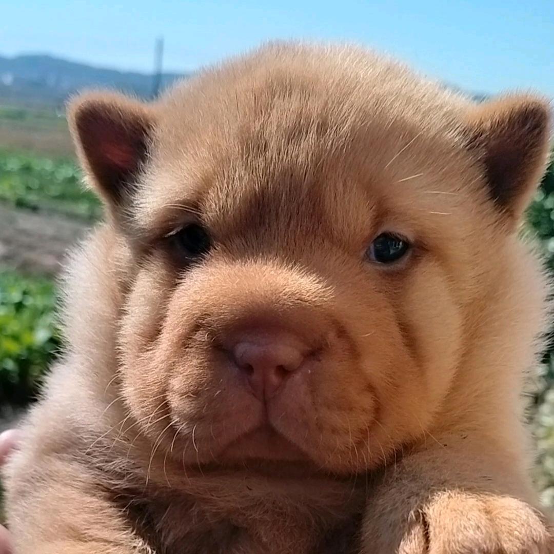 天狼R