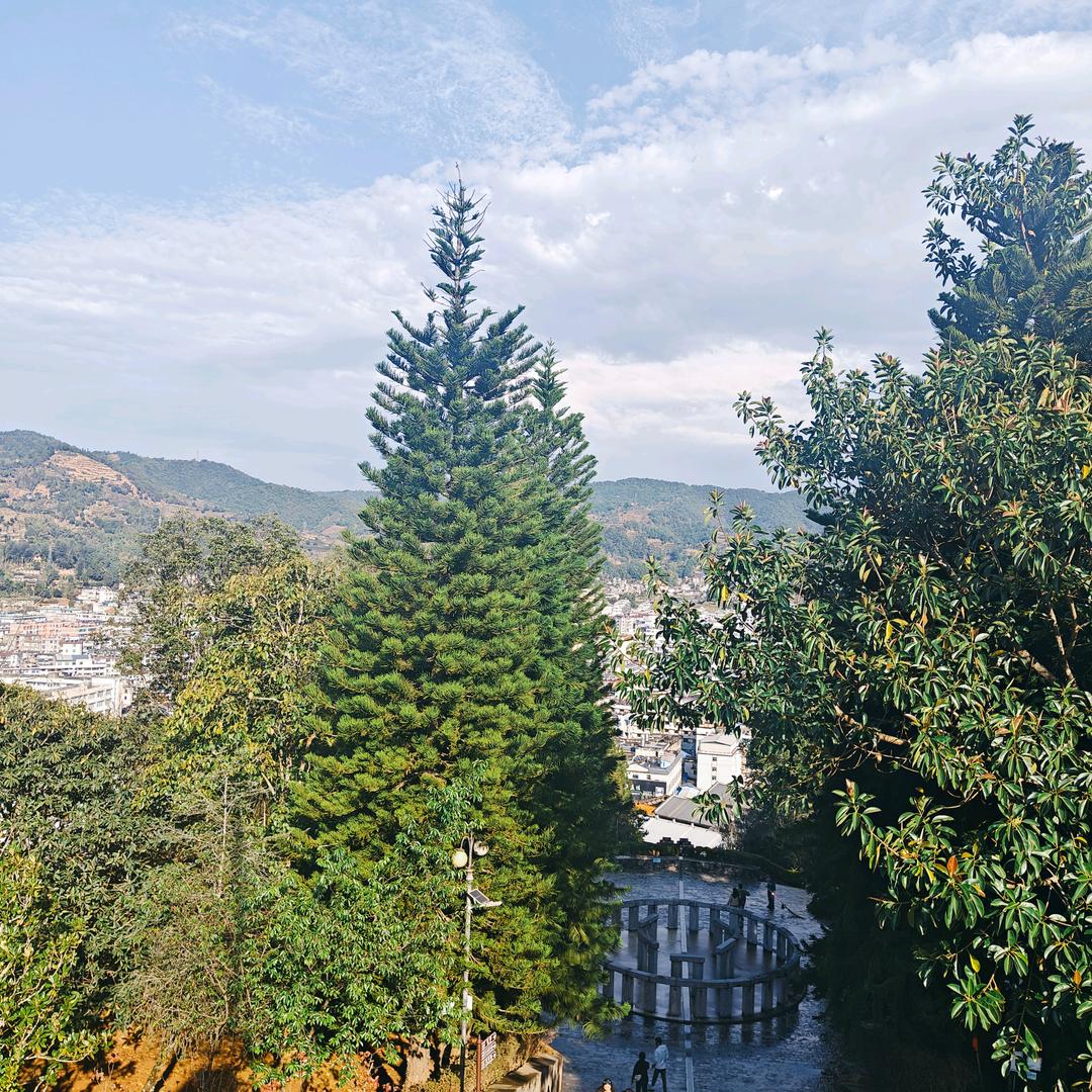 棉花种植技术分享（合信棉铃王）