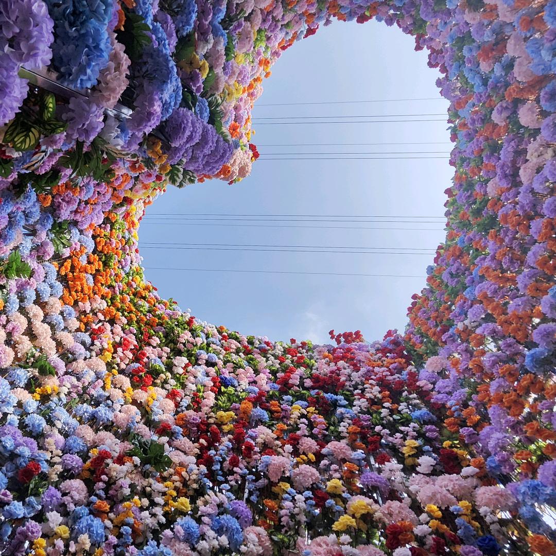 绿色女巫森林版