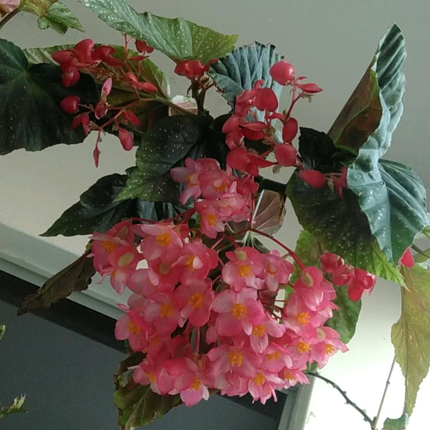 小时候长滴可俊了