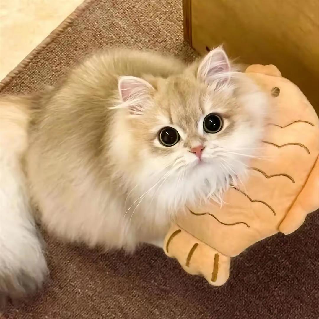 sunny猫（冲5w版）