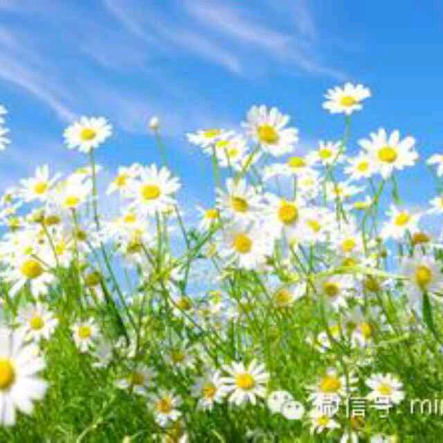 云淡风轻啊啊啊