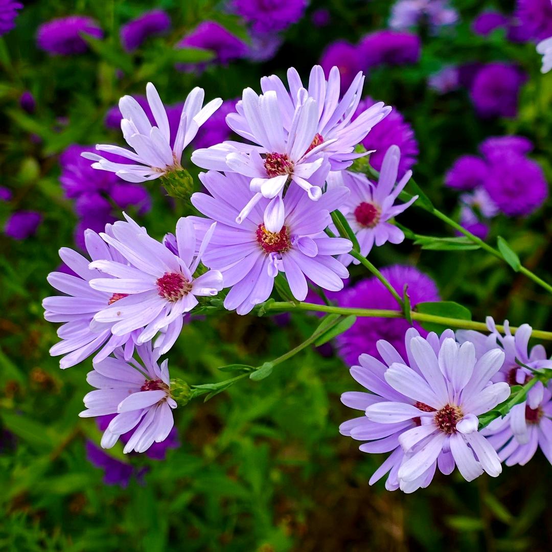 🎨⃟华华：✾Hua₊⁺🎨