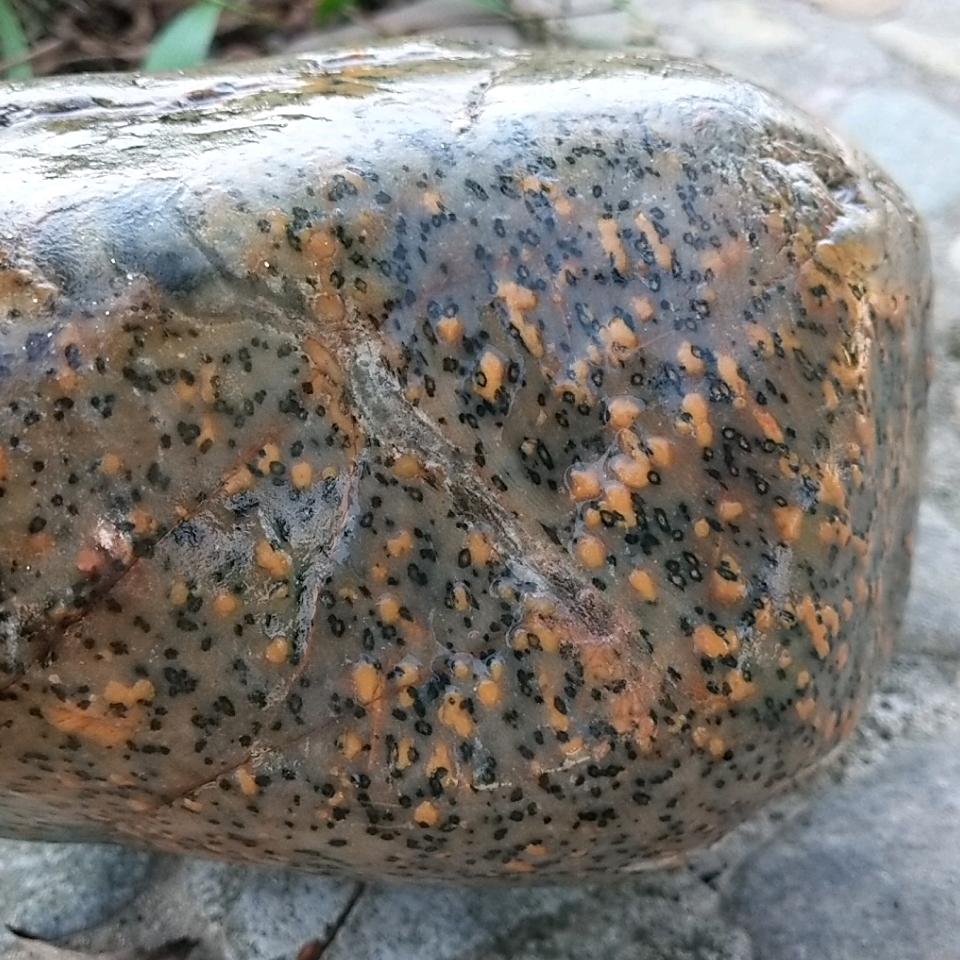庄主