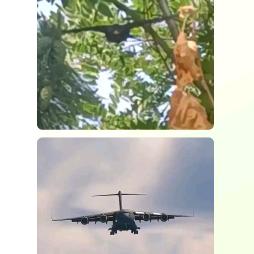 被鸟攻击的人头像