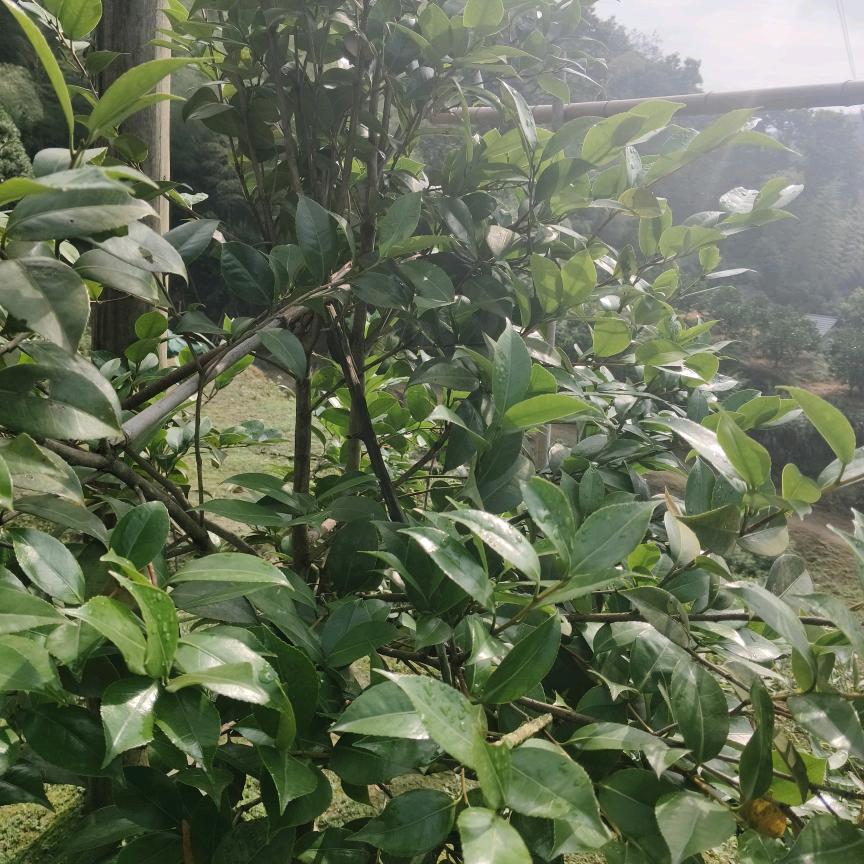 雲哥