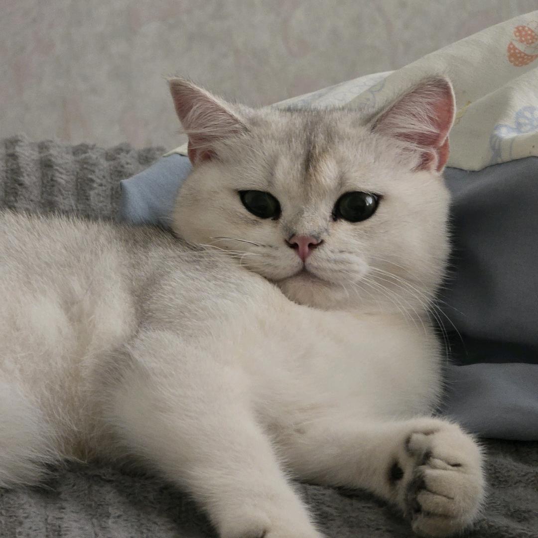 冬