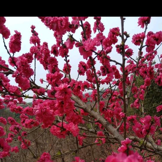 🌹玉🦮莲🌹6506月嫂《有关必回》