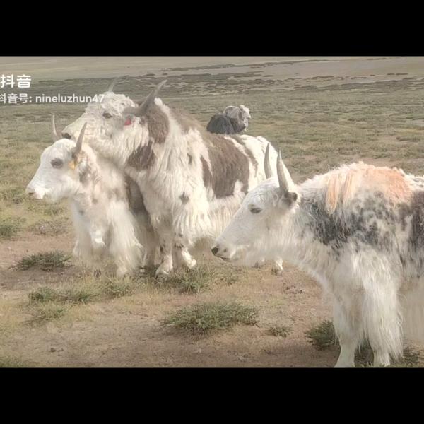 你呢陆准✍👨‍❤️‍👨