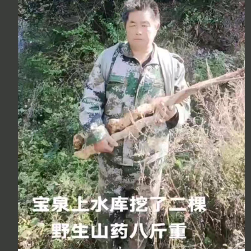 野生山药