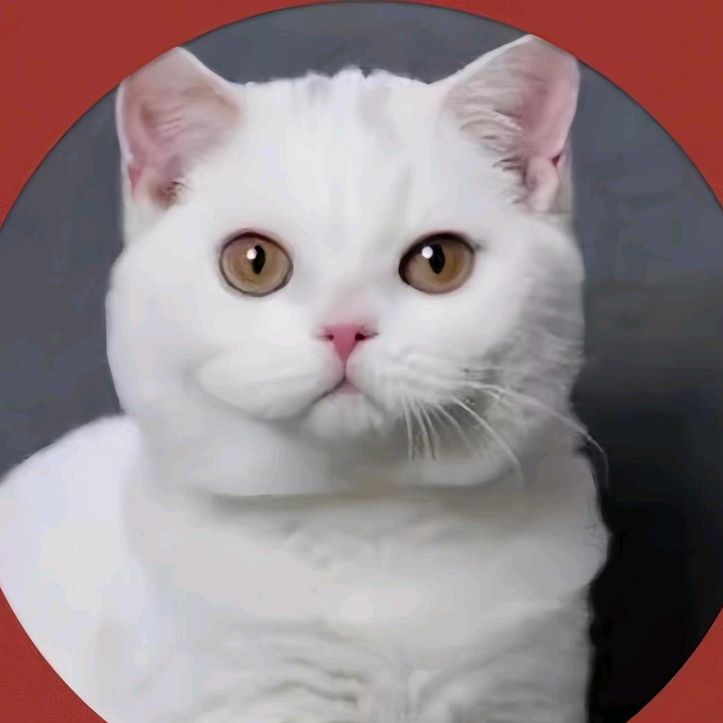 杨小圆是只喵🐱