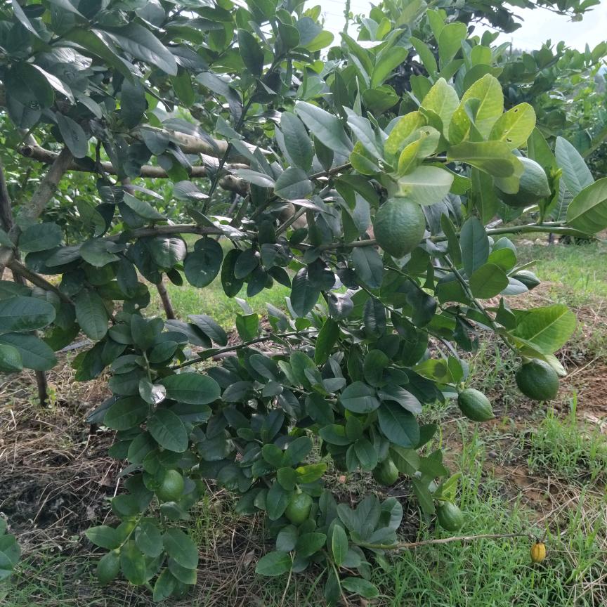 广东香水柠檬基地