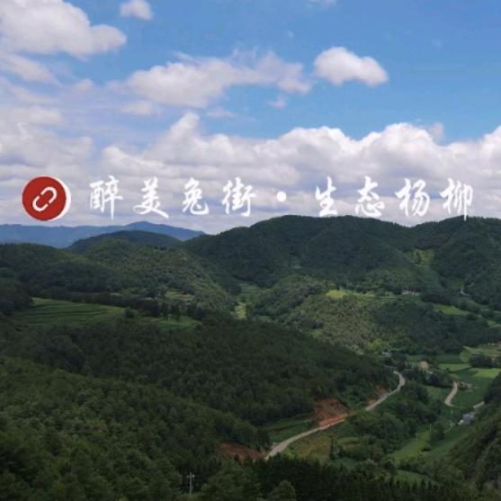 醉美兔街生态杨柳（助农直播）
