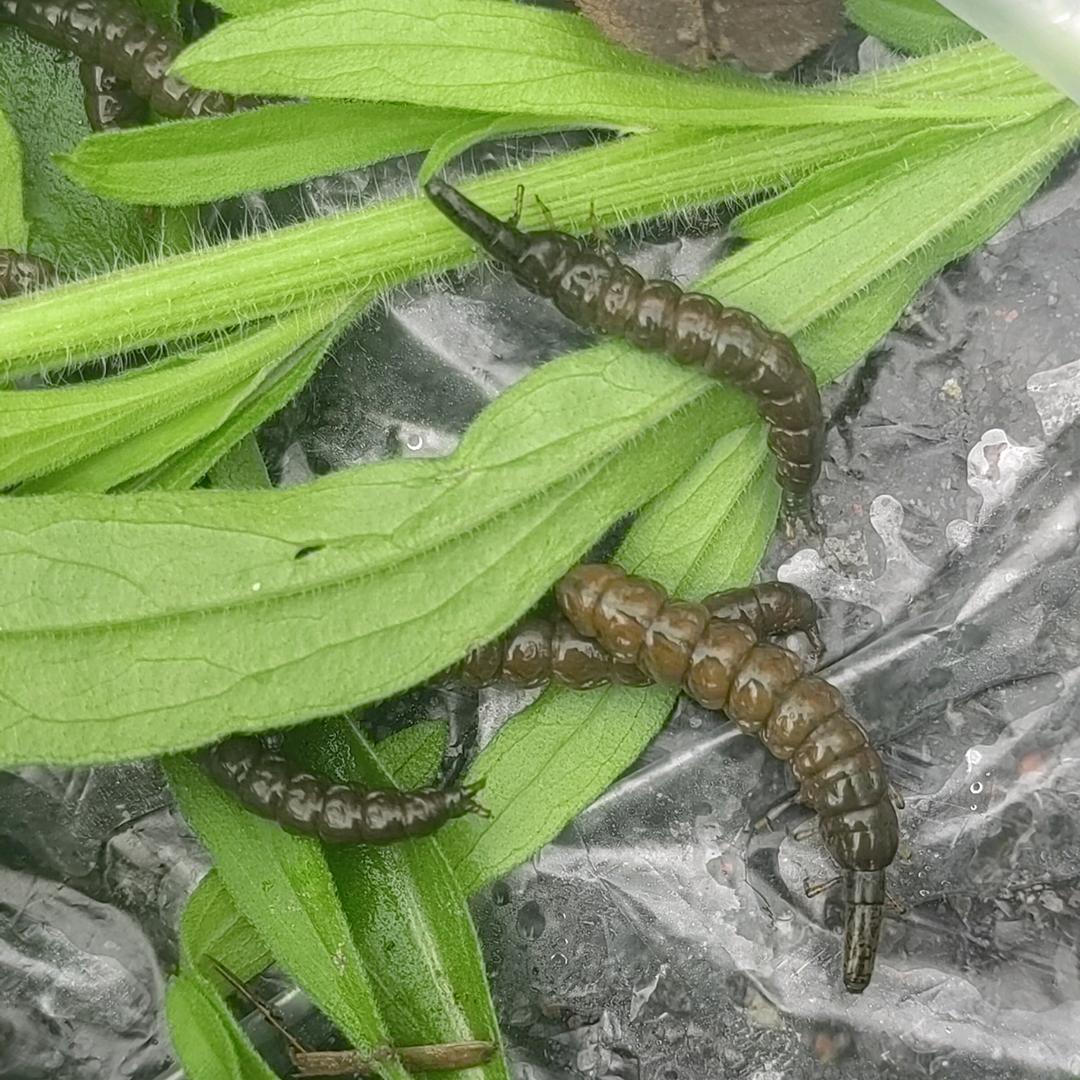 水生生物（石蚕）