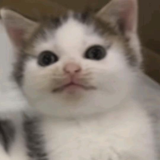小薰meme记