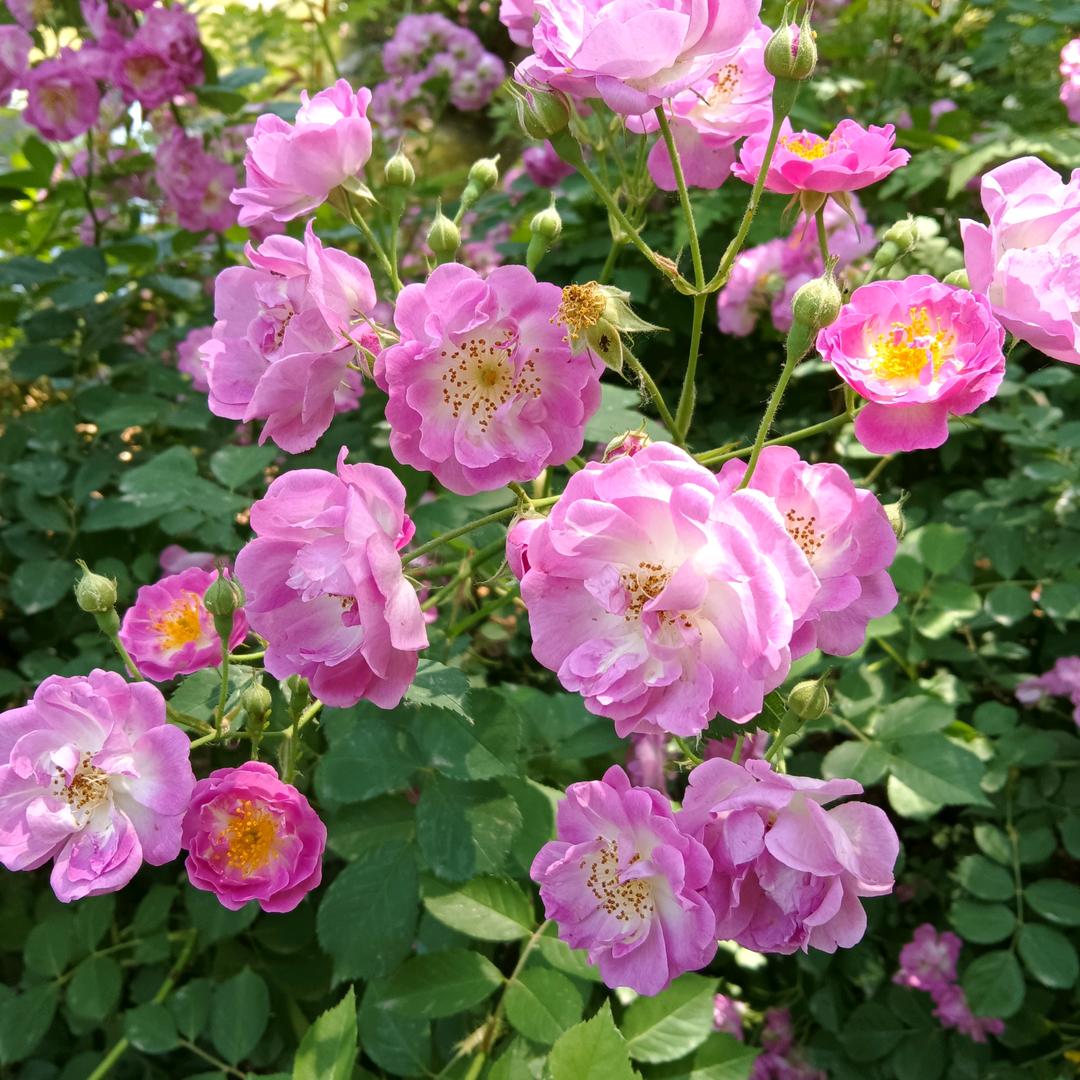 茉莉花开