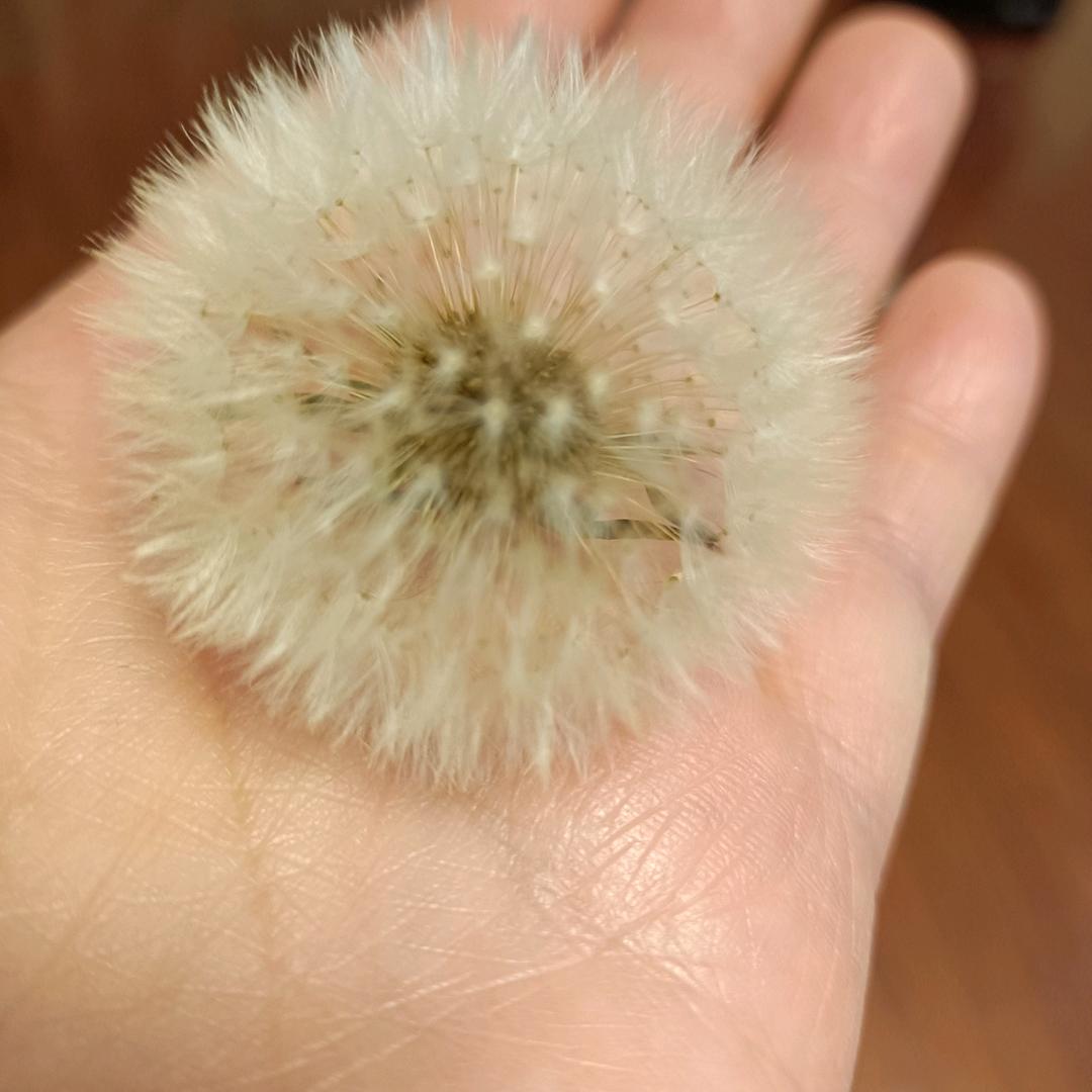 蒲公英
