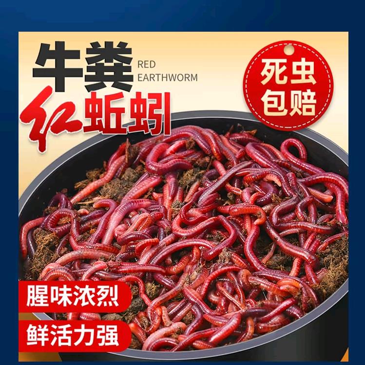 无锡青红蚯蚓批发