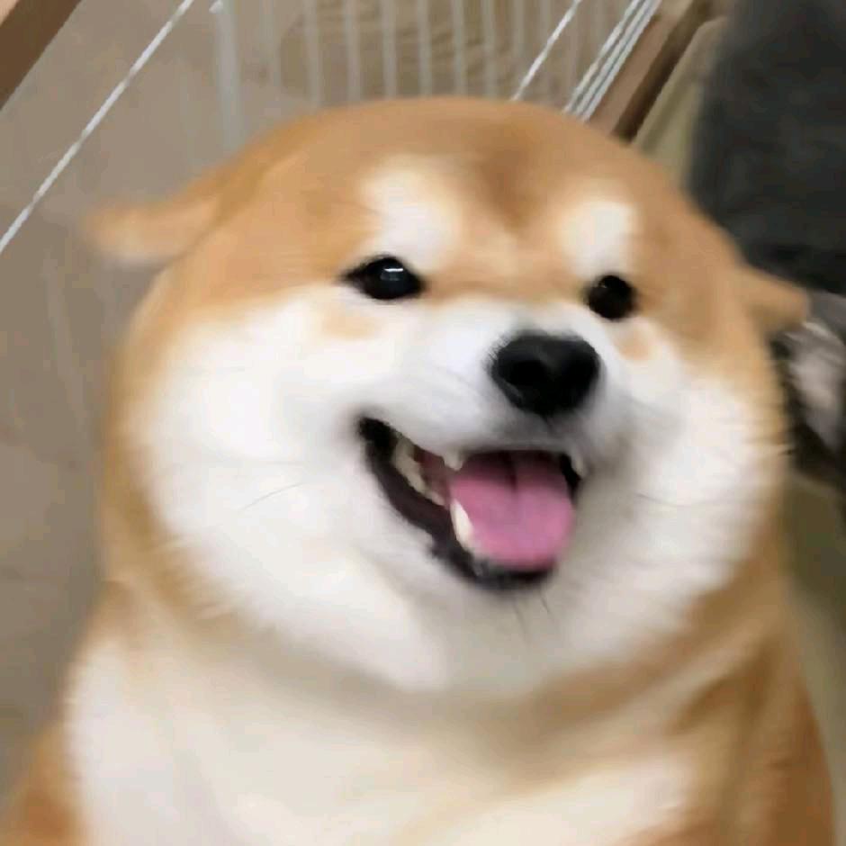 (˃ ⌑ ˂ഃ )