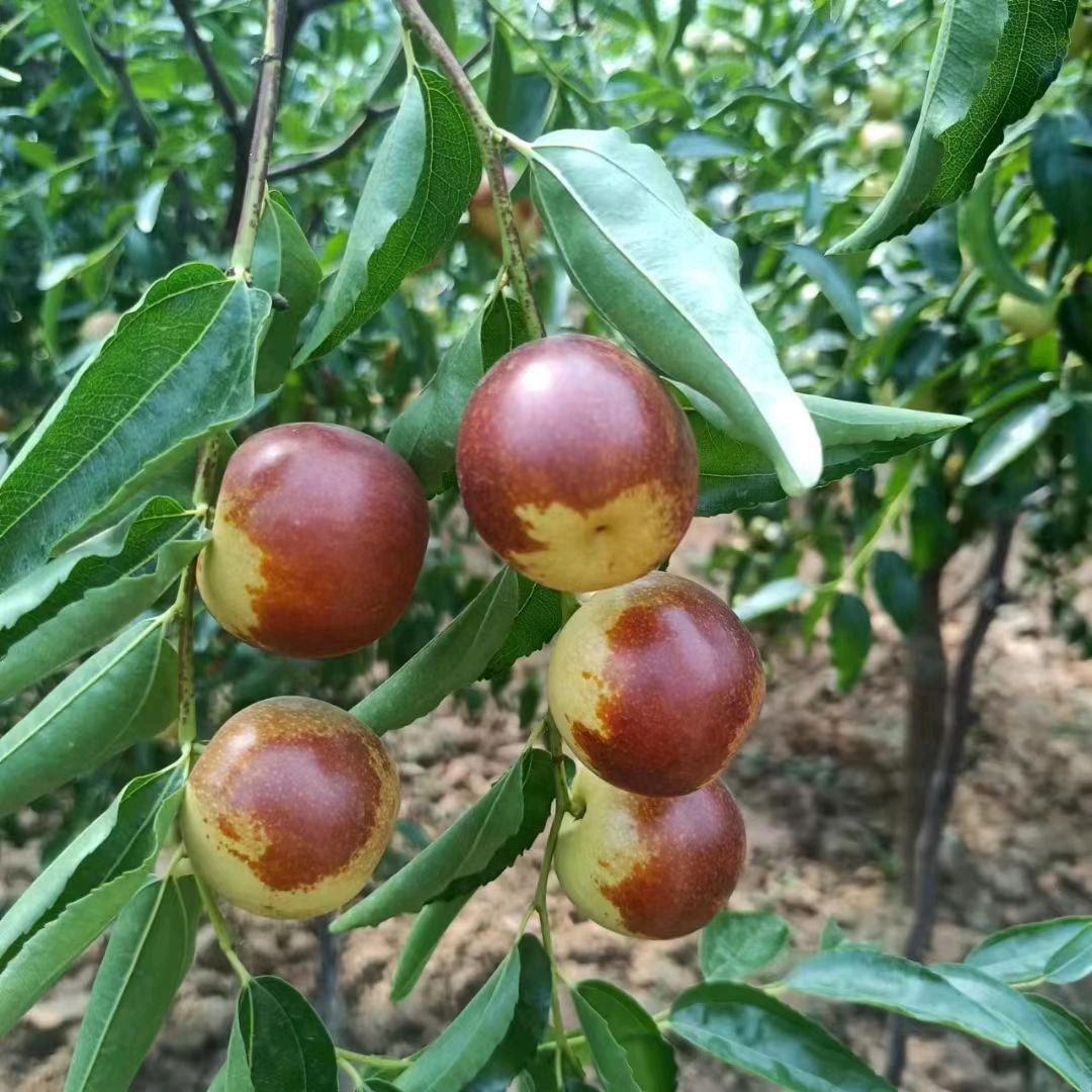 এ᭄㜂ꦿ孞ཽ࿆惢এ᭄ꦿ愛ཽ࿆