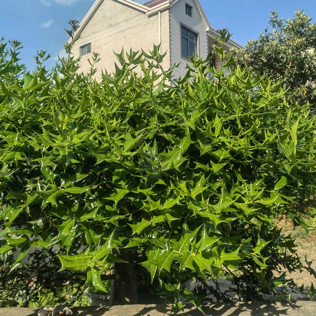 初柒