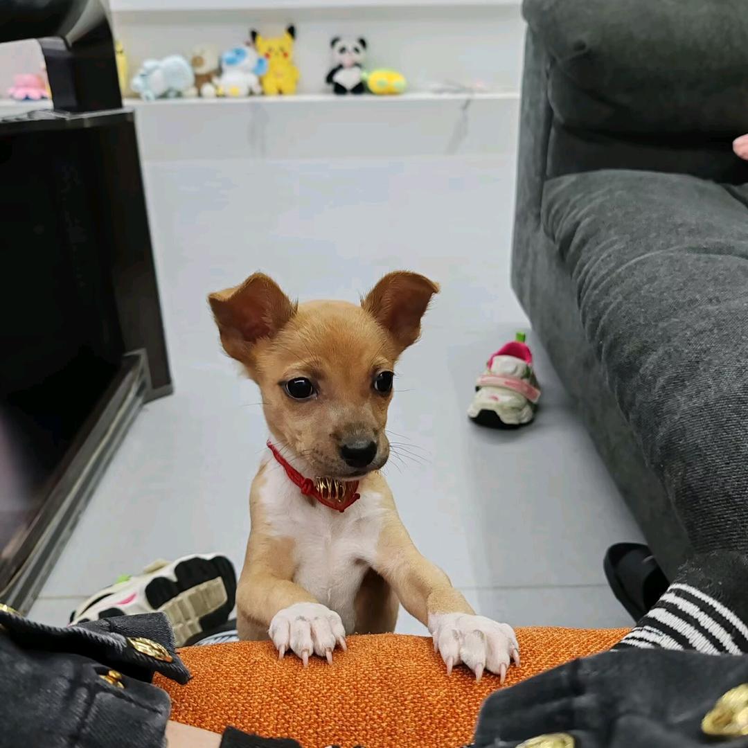 会吃水果的雪糕