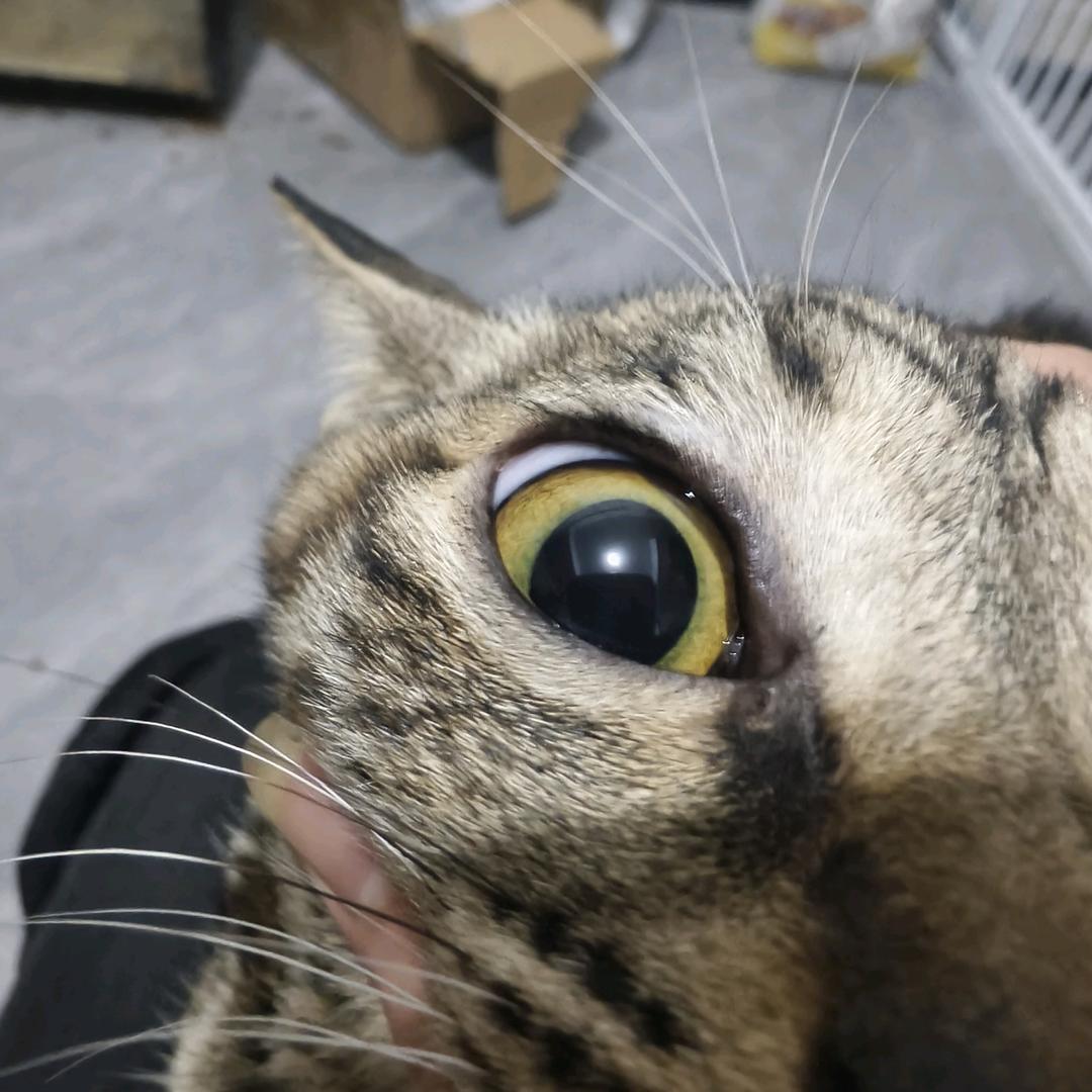 屑老板