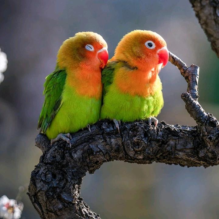 《农村》👿《彝哥》