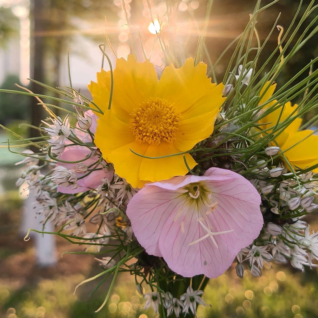 云朵舒芙雷