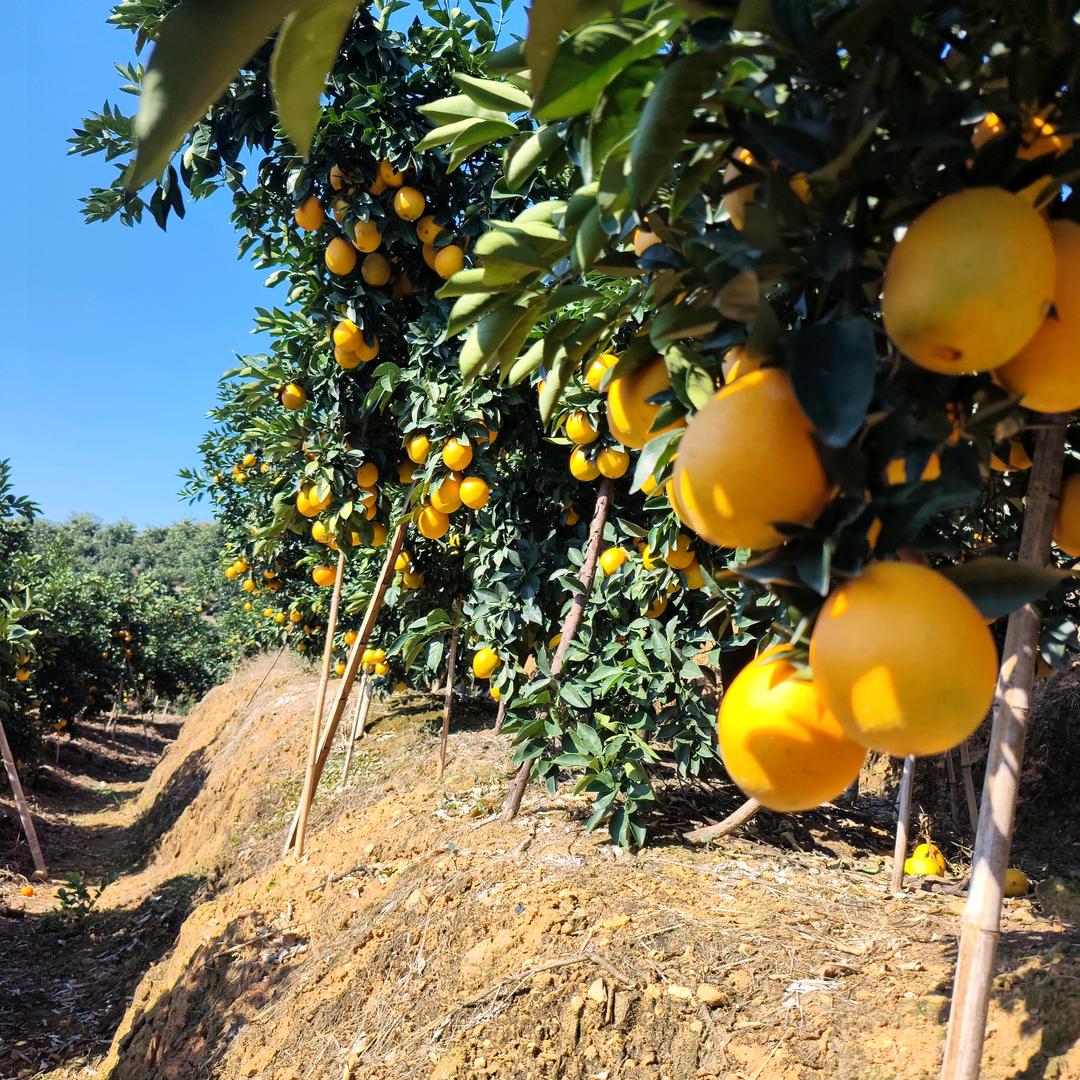 大定南鲜果（招聘中）