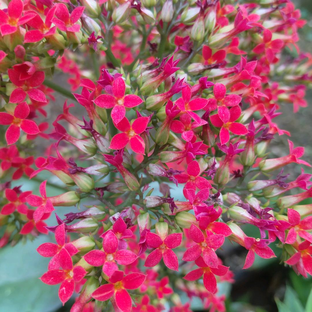 川辣子凉拌菜，卤菜