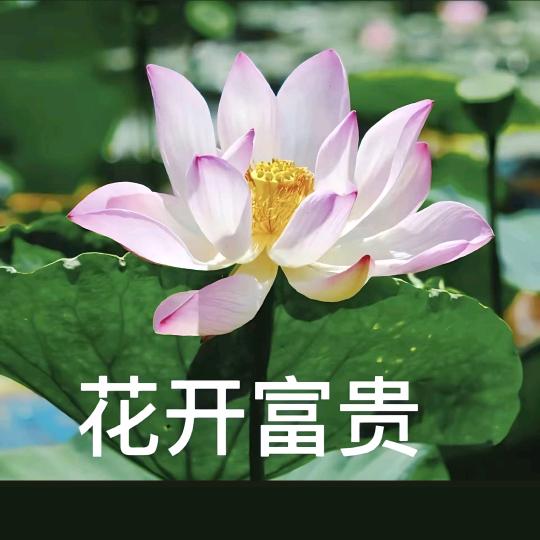 A花开富贵@广结善缘
