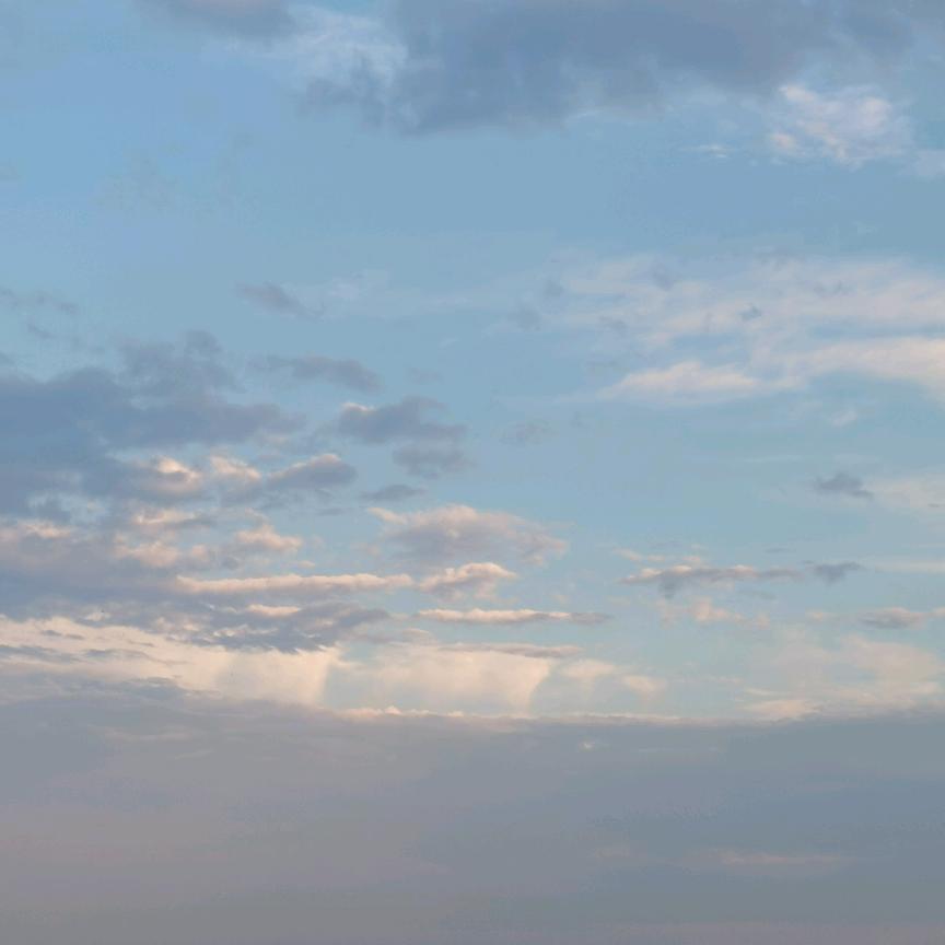 鹰