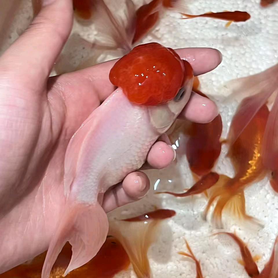 华顺观赏鱼
