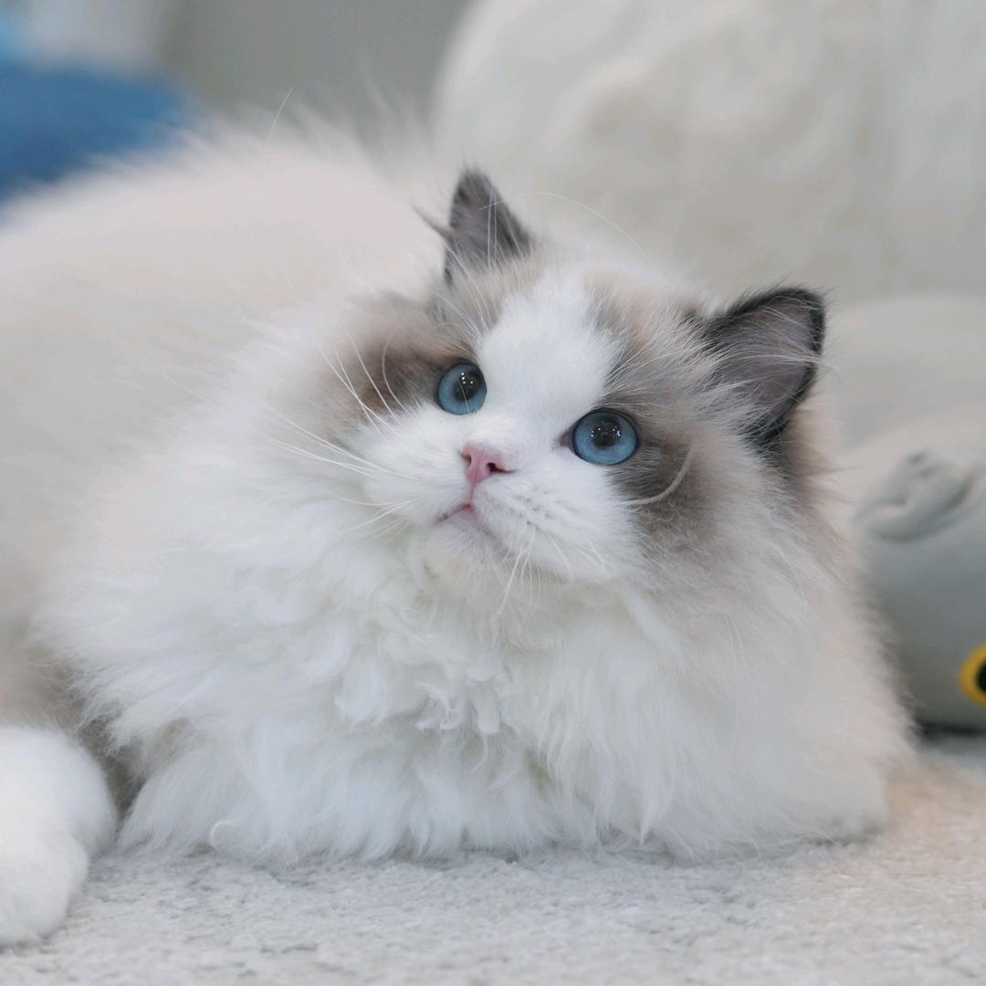 云梦猫舍