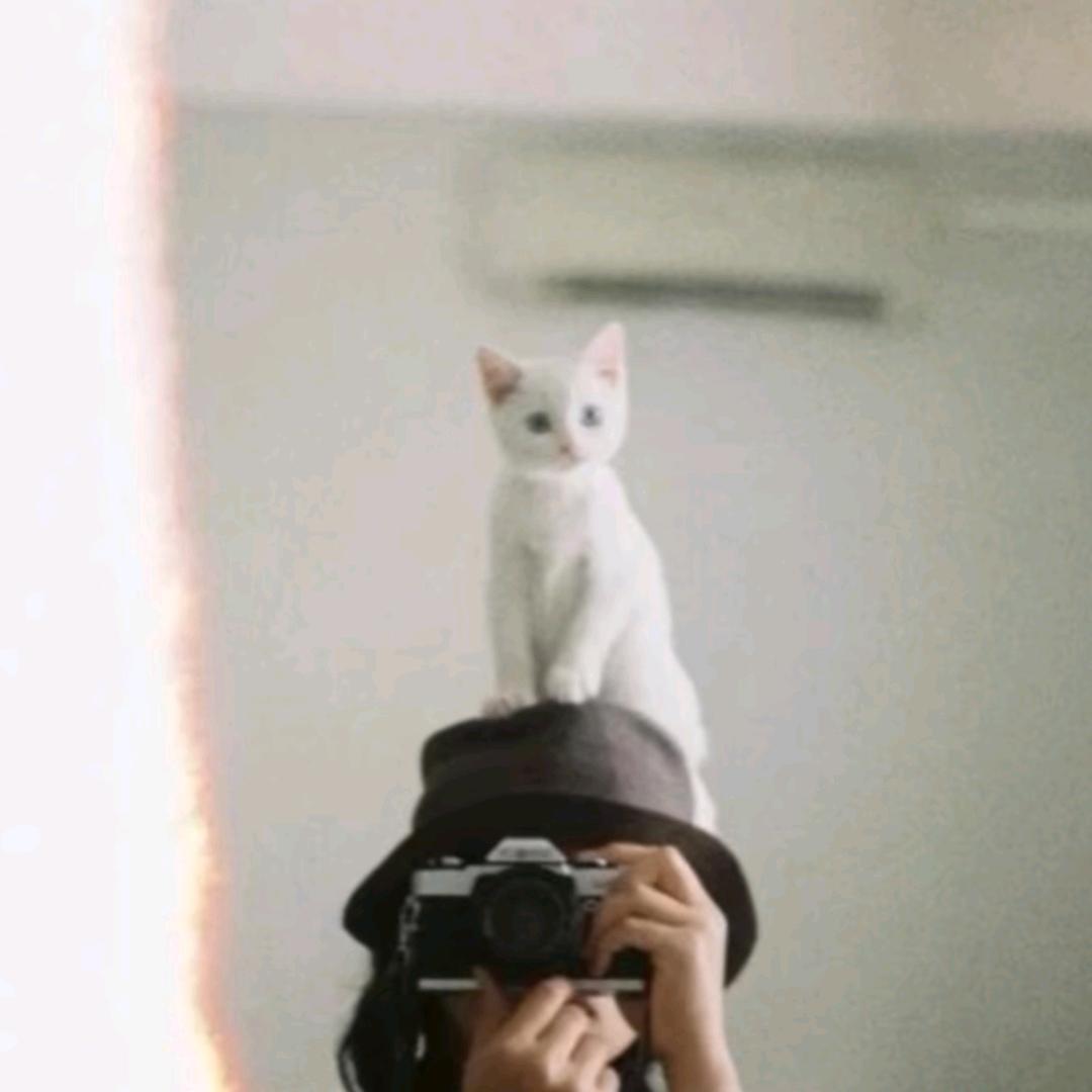 加贝