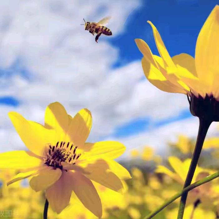 豆沙包的里没有豆