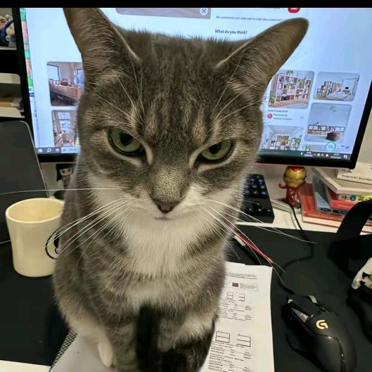 猫