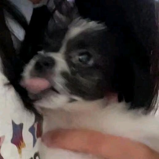玩美人生