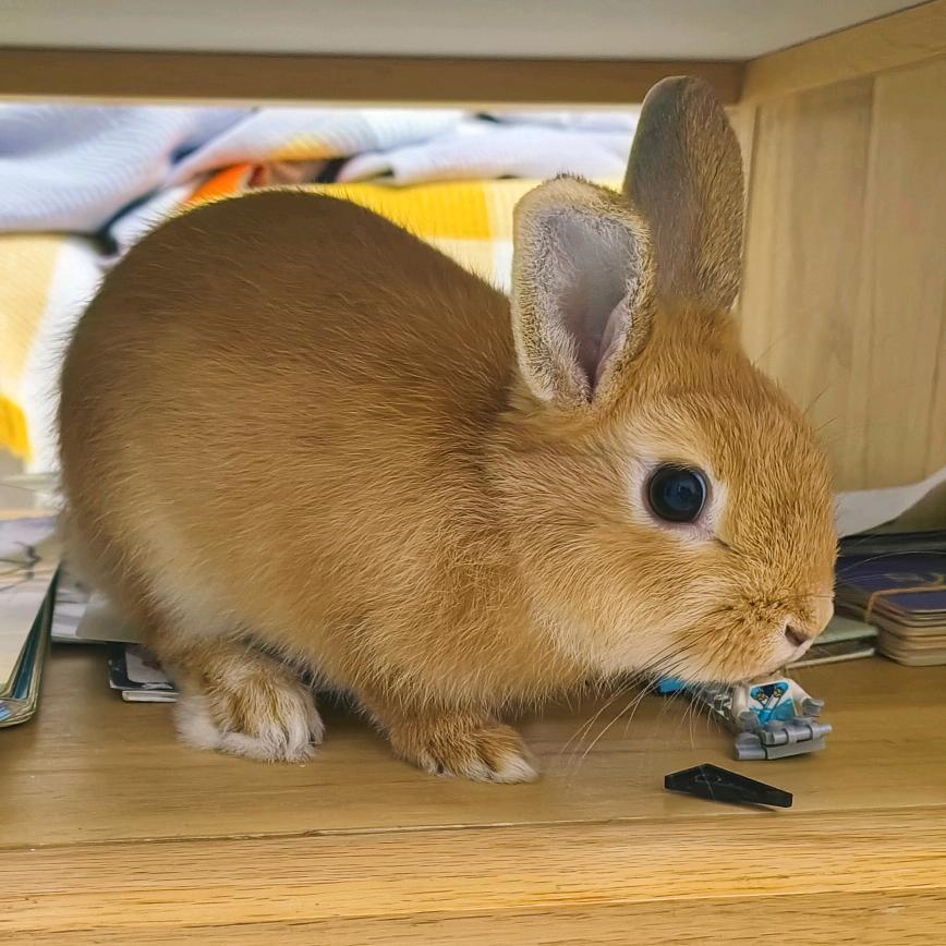 一懒众衫小🐰