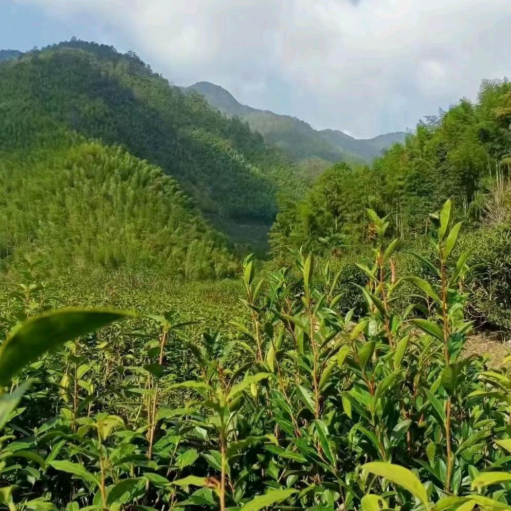 湘西王子哥！