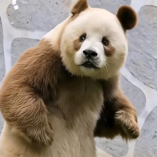 会太极的熊🐻