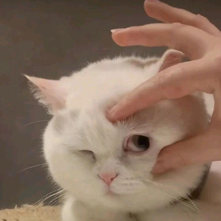 只只