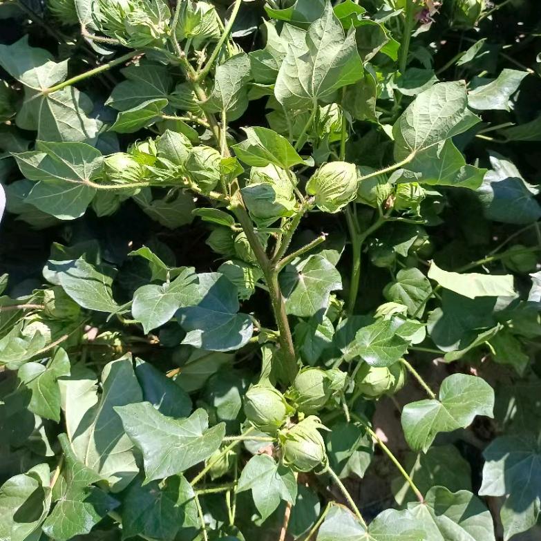 石河子江丰源农资薛薛