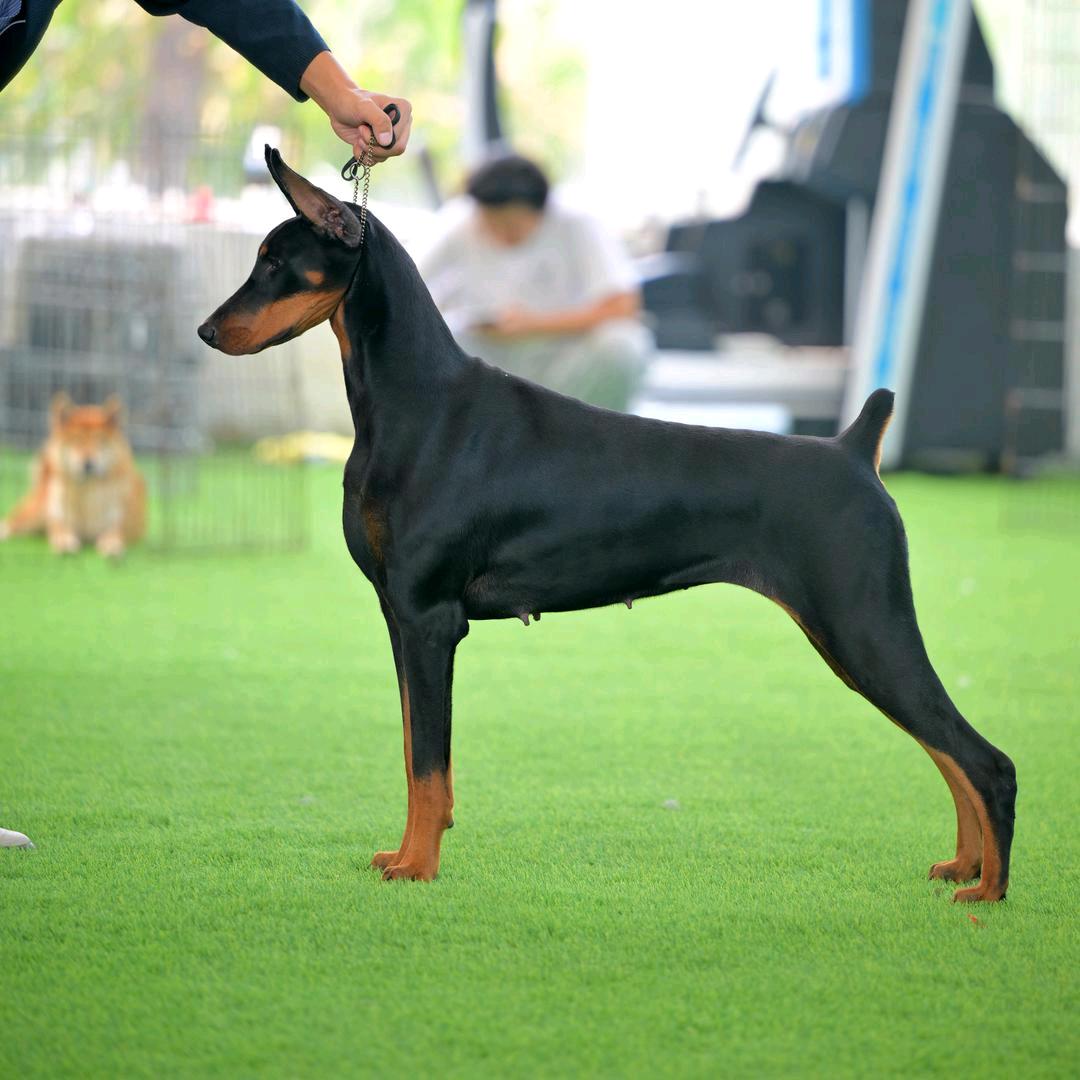 山青杜宾（初心）