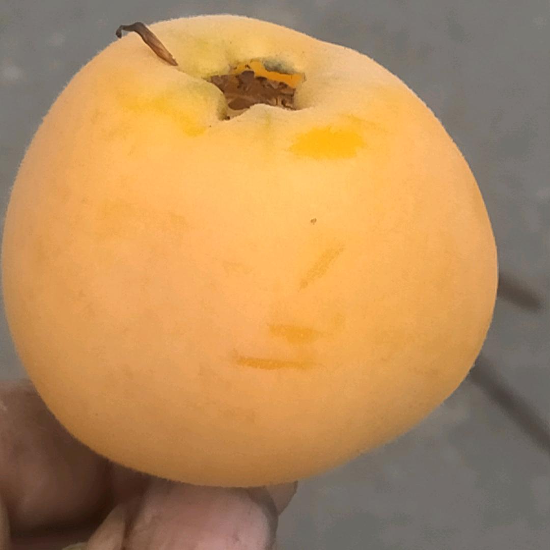 小五哥
