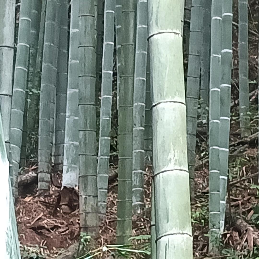 不谈爱情， 看透人生