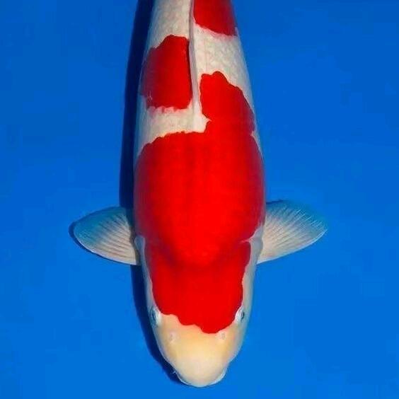 御鳞锦鲤养殖基地