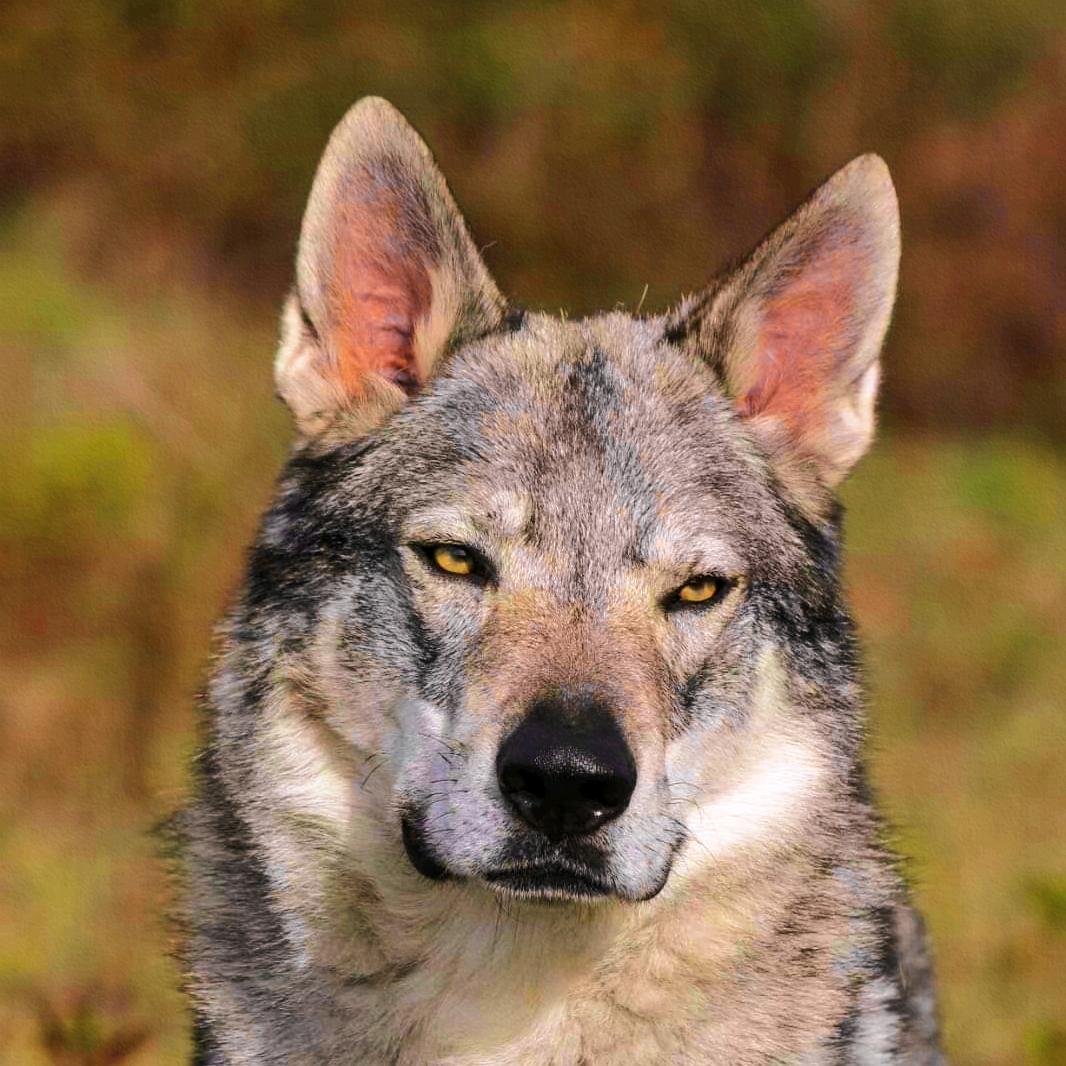MM的狼🐺