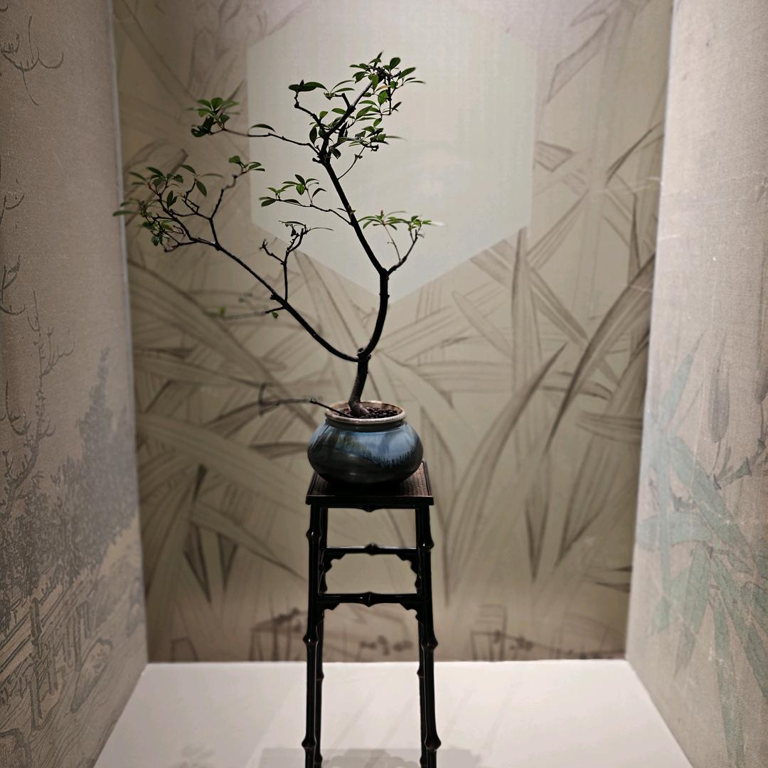 飞翔的蜗牛